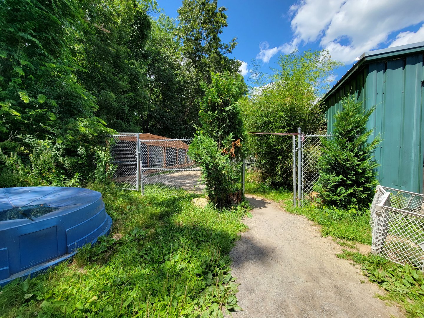 Animal Adventures MA 7/22 - Walking back to lynx area