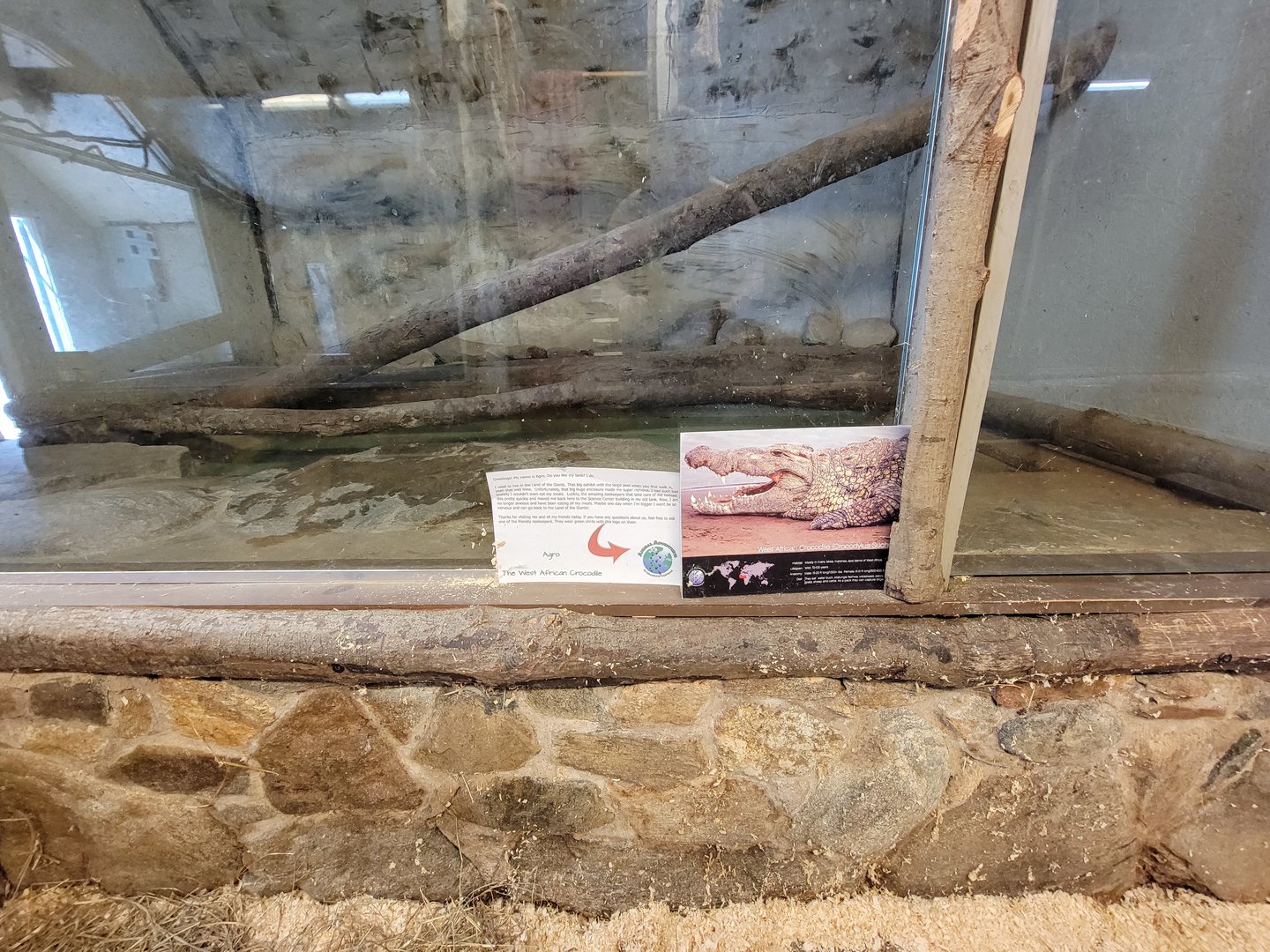 Animal Adventures MA 7/22 - West African crocodile