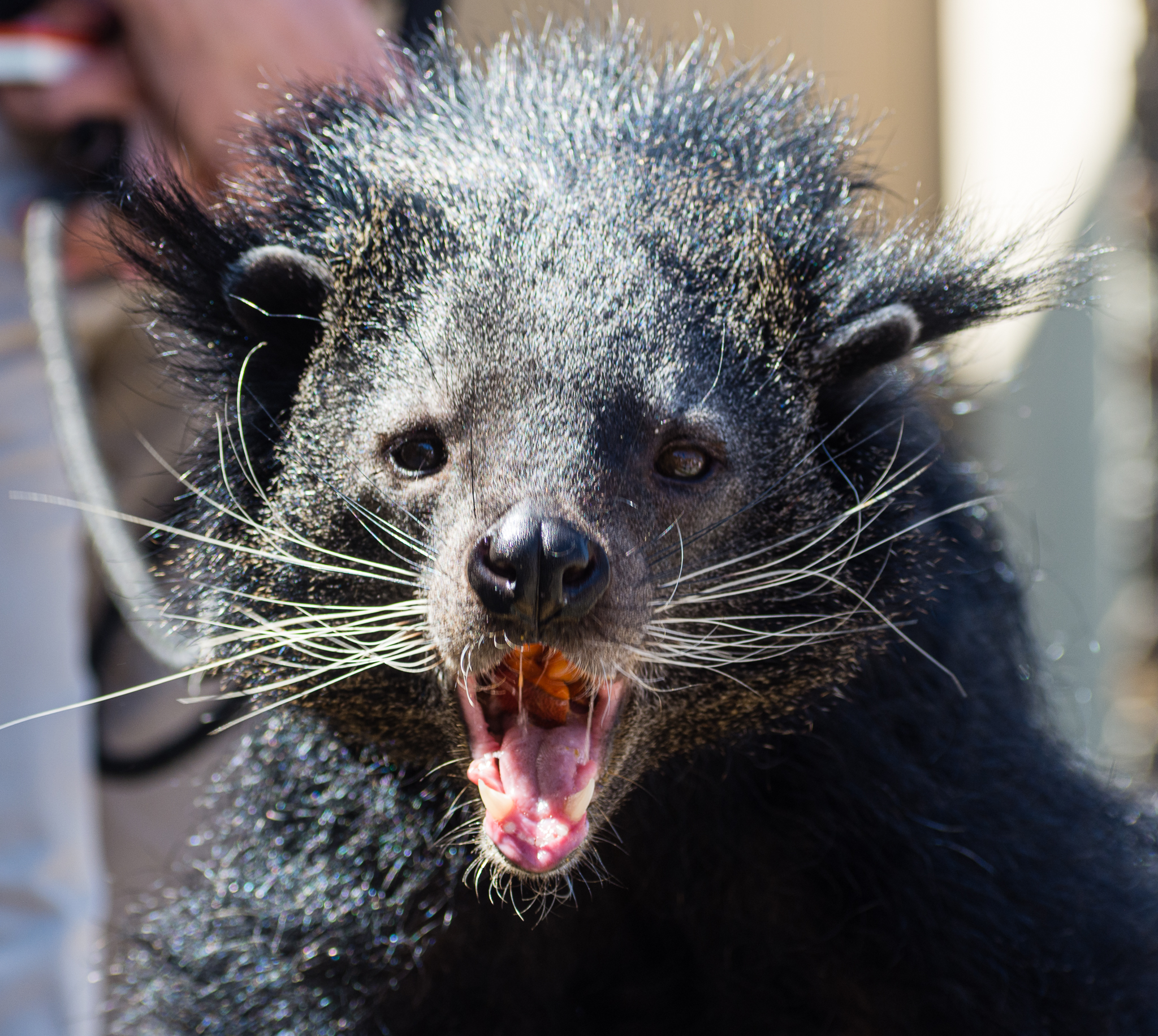 Animal Ambassador Binturong