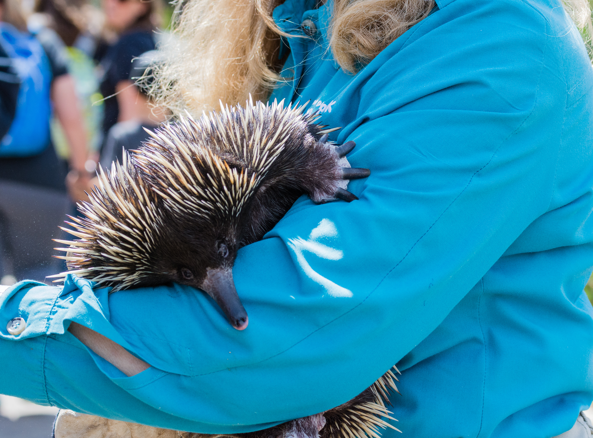 Animal ambassador - echidna