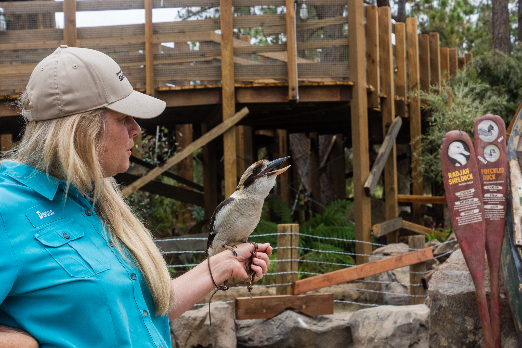 Animal ambassador - kookaburra