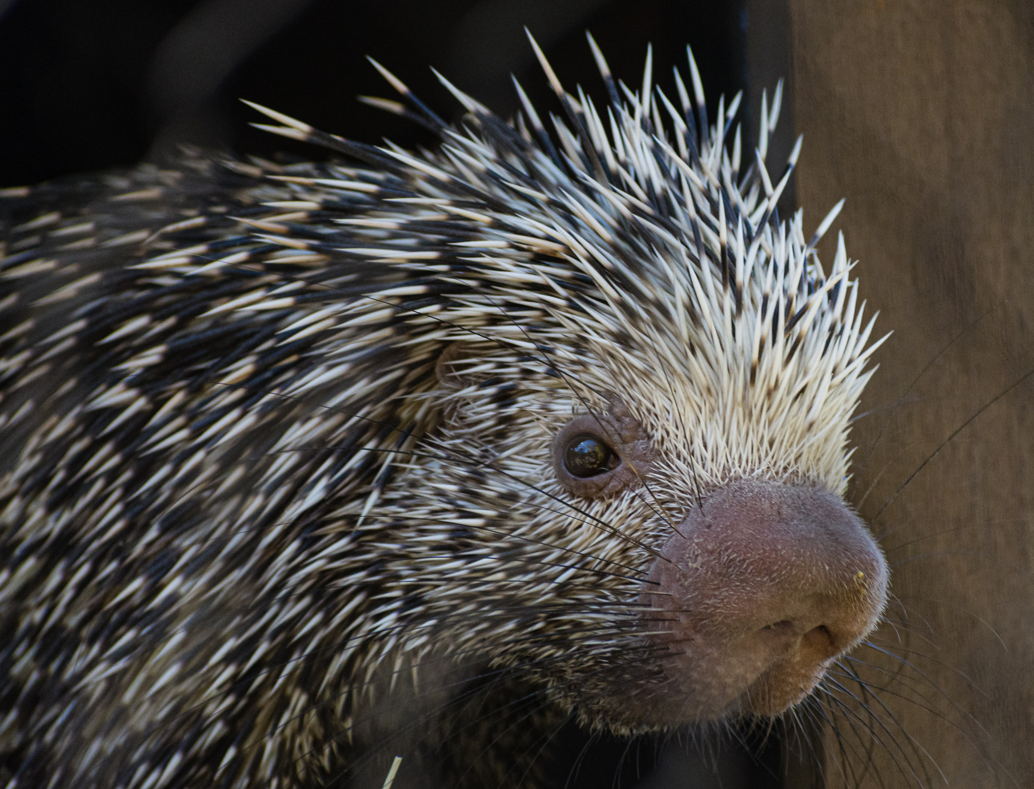 Animal Ambassador Prehensile -tailed Porcupine