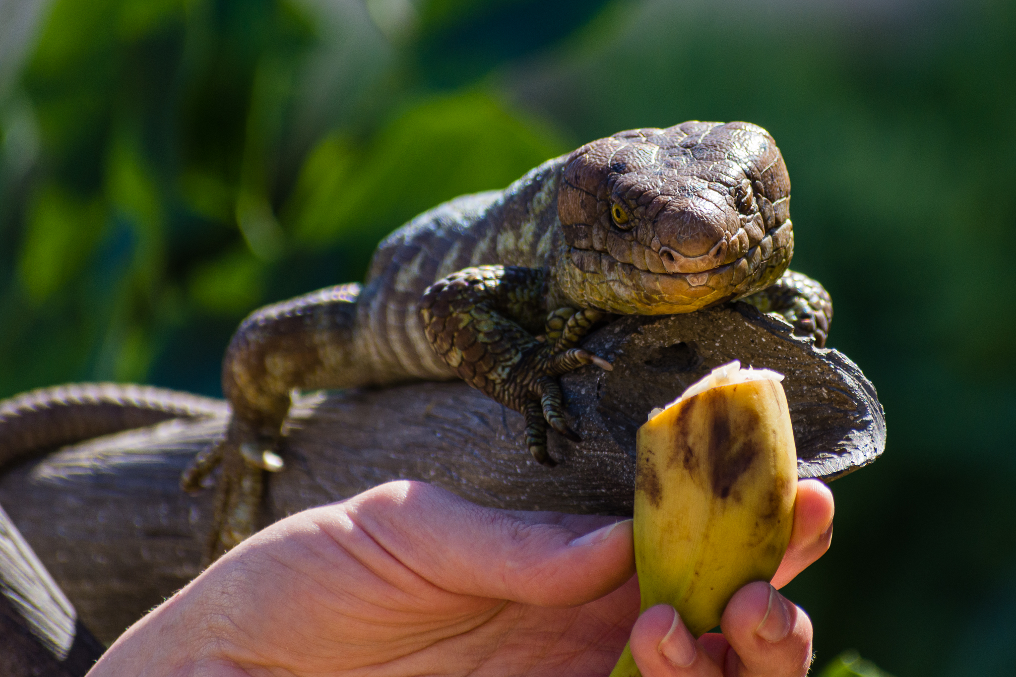 Animal Ambassador Solomon Islands Skink