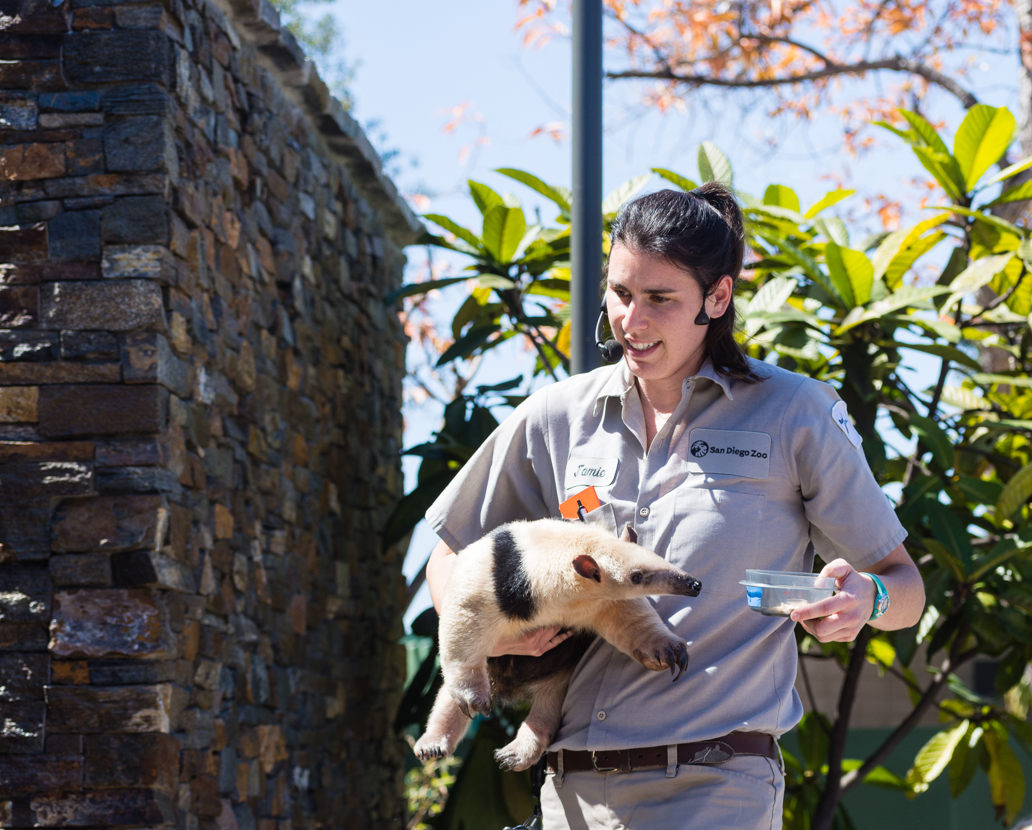 Animal Ambassador Stage Tamandua