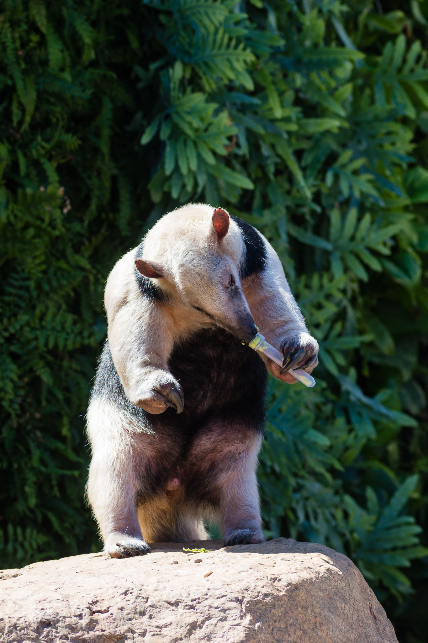 Animal Ambassador Stage Tamandua