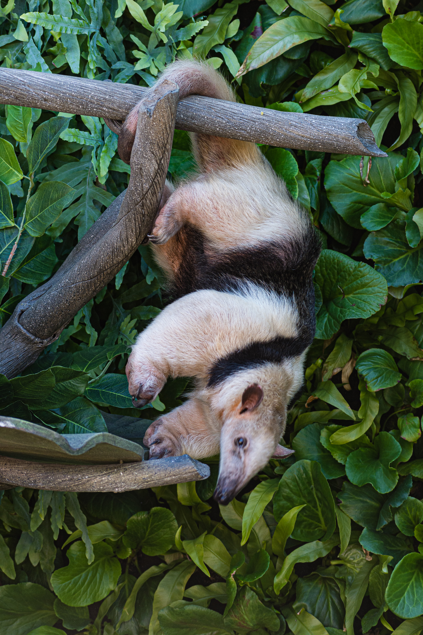Animal Ambassador Stage Tamandua