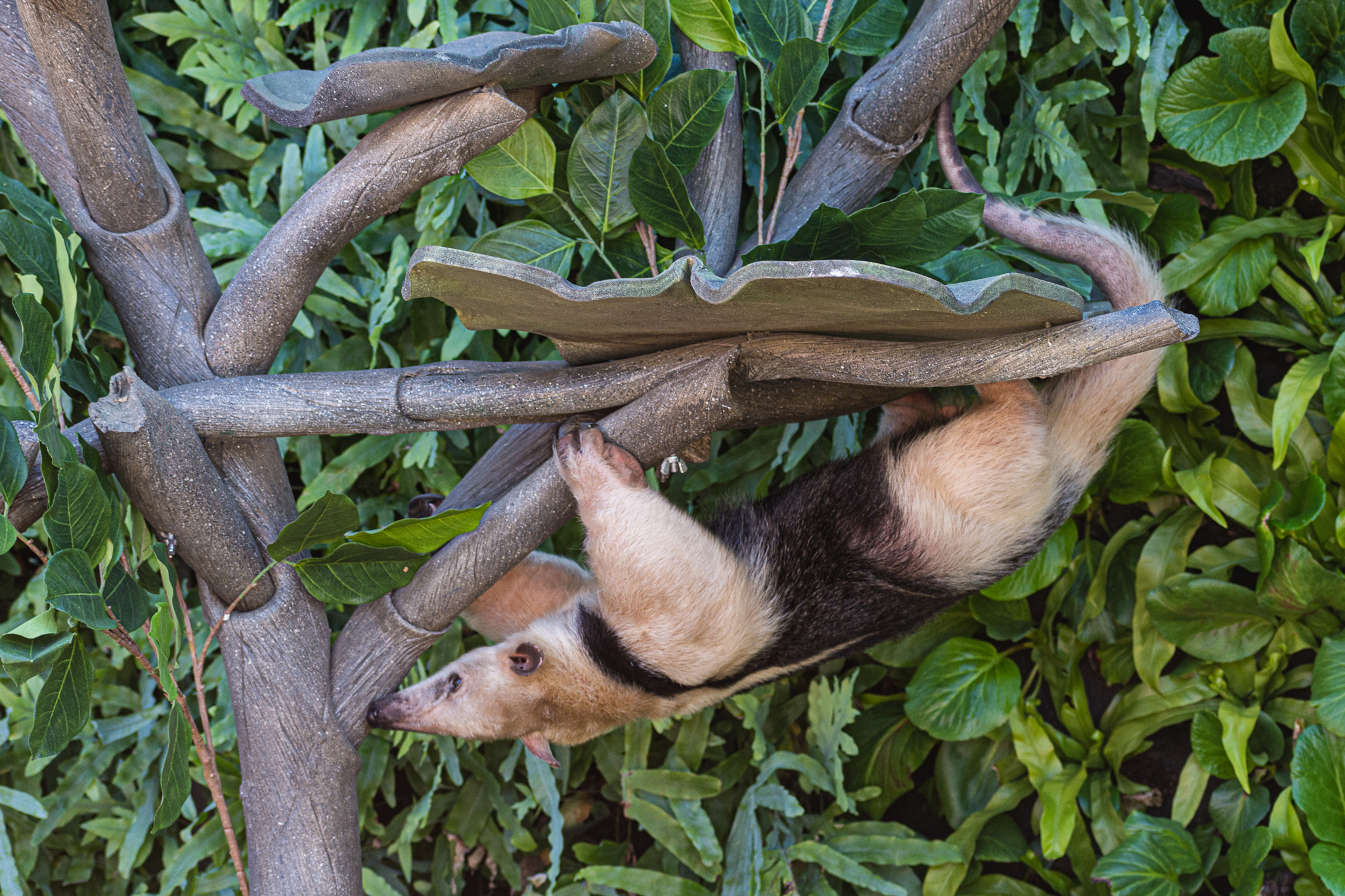 Animal Ambassador Stage Tamandua