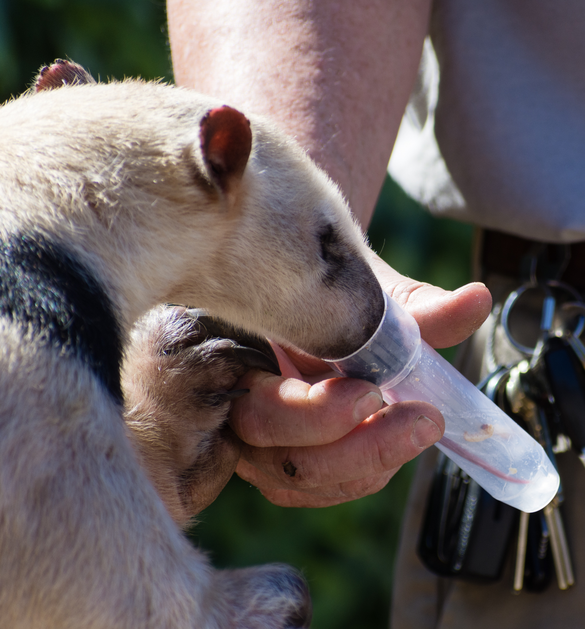 Animal Ambassador Stage Tamandua