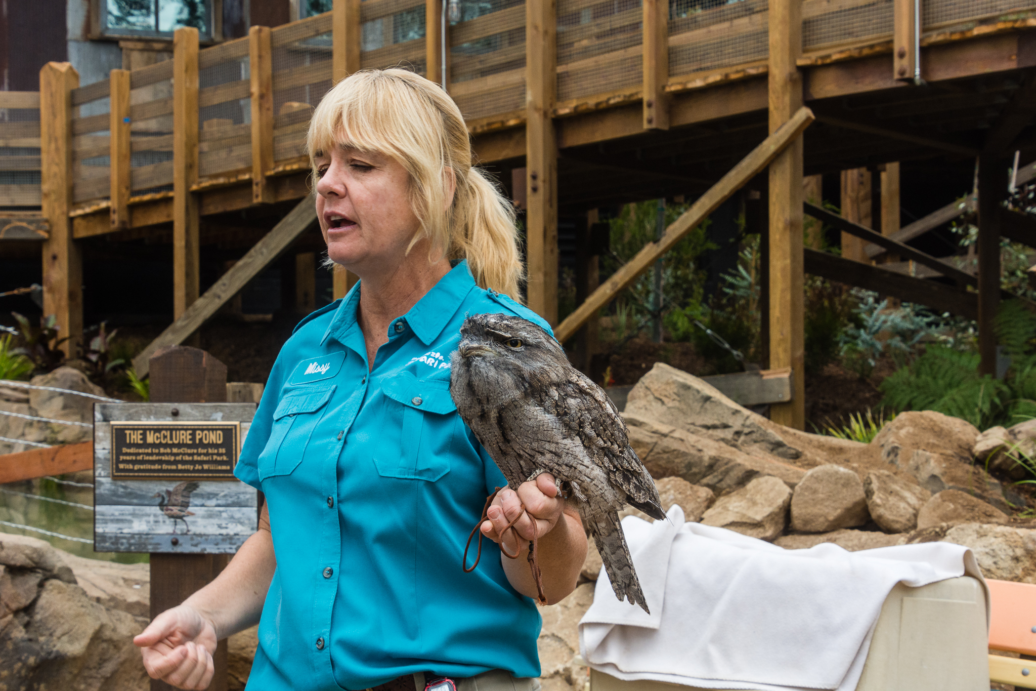 Animal ambassador - tawny frogmouth