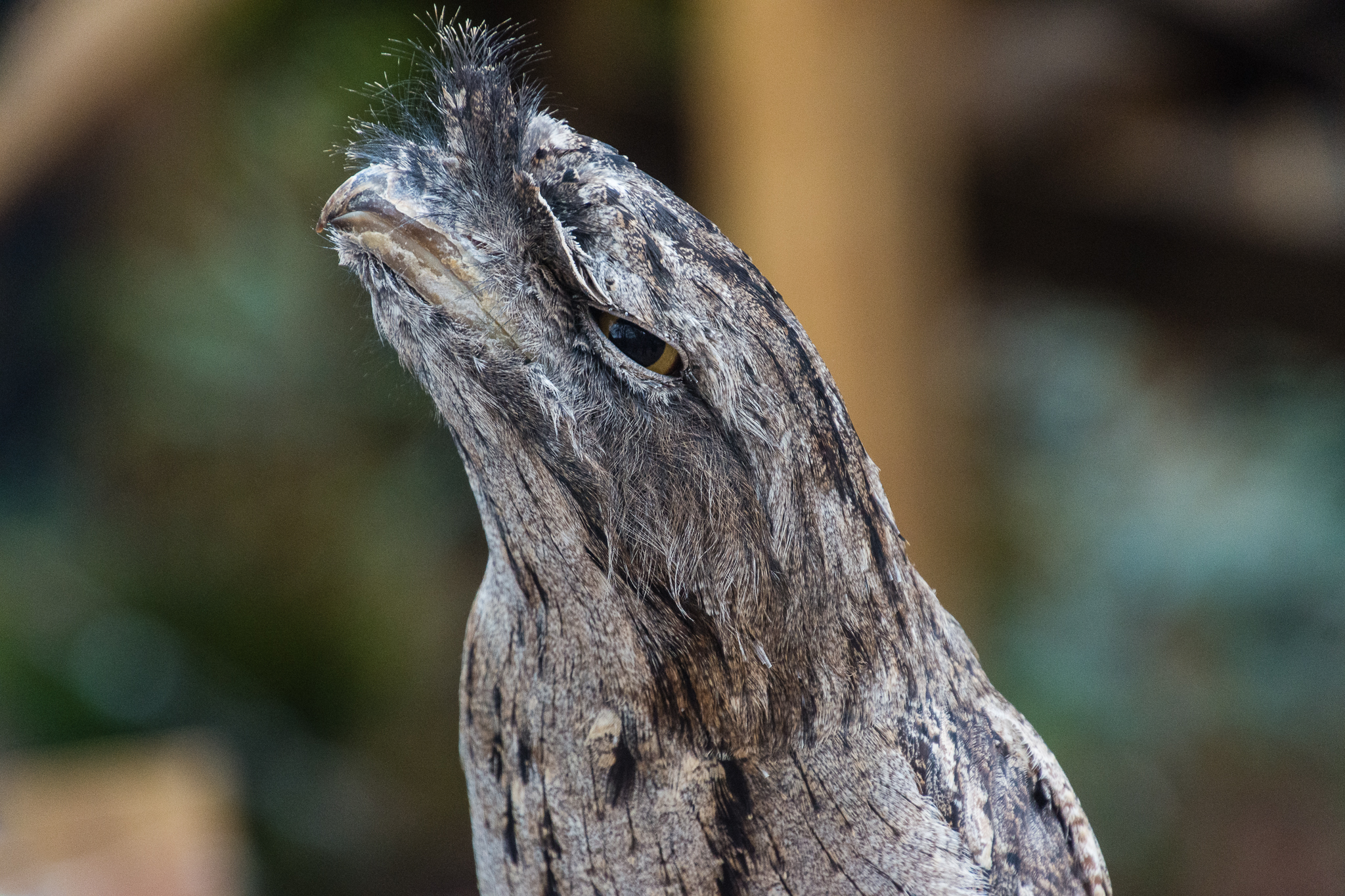 Animal ambassador - tawny frogmouth