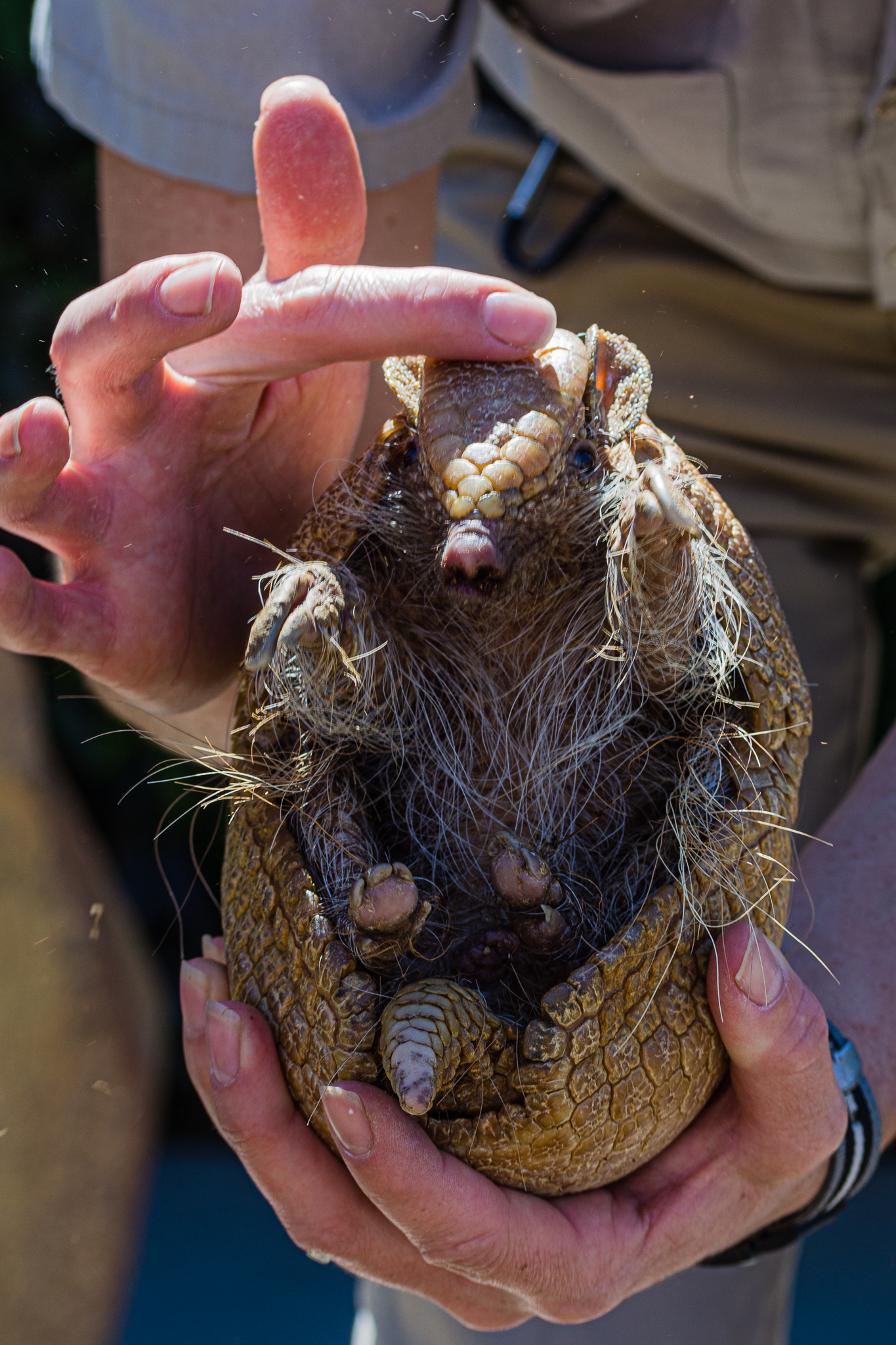 Animal Ambassador Three-banded Armadillo