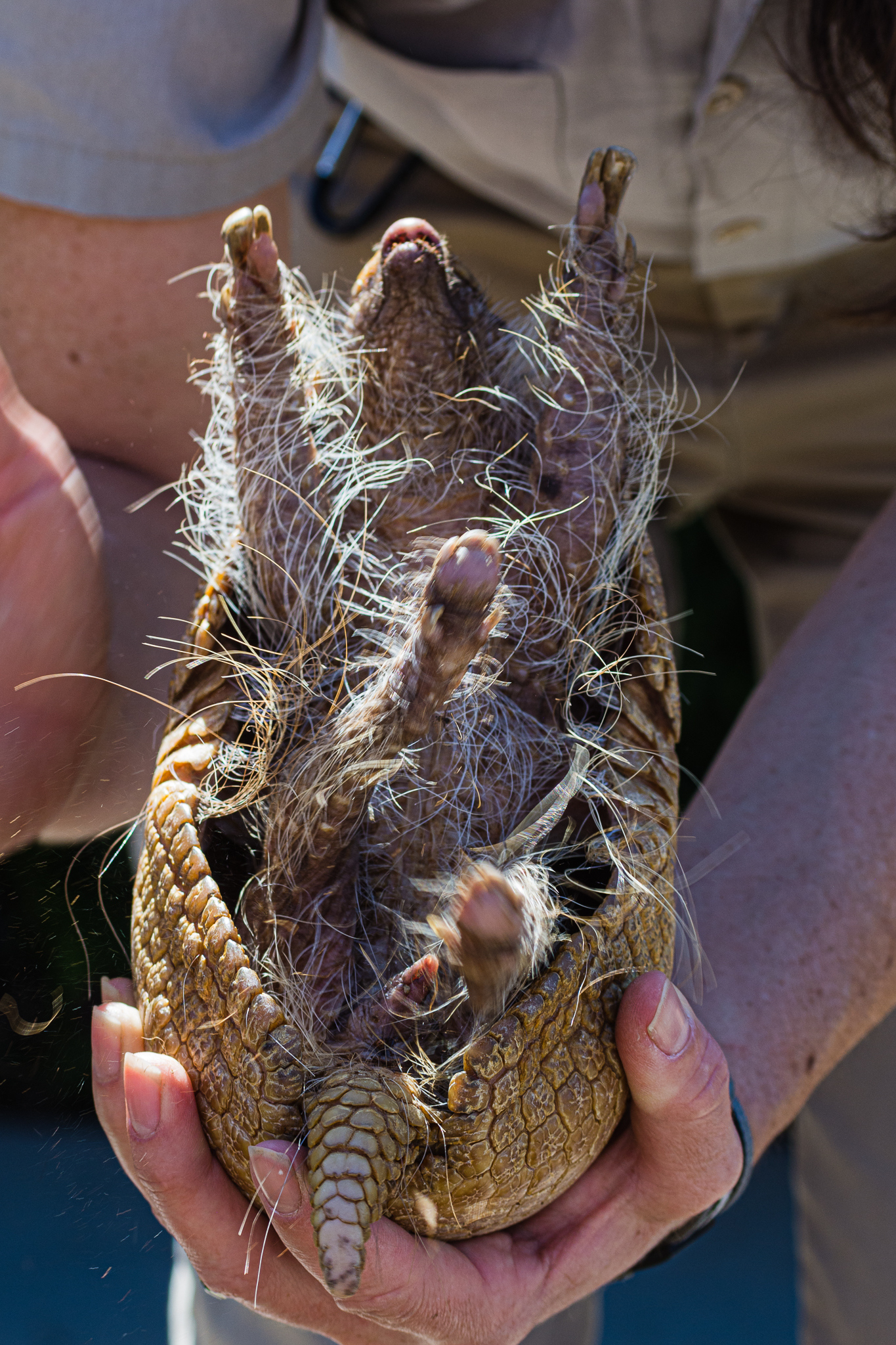 Animal Ambassador Three-banded Armadillo