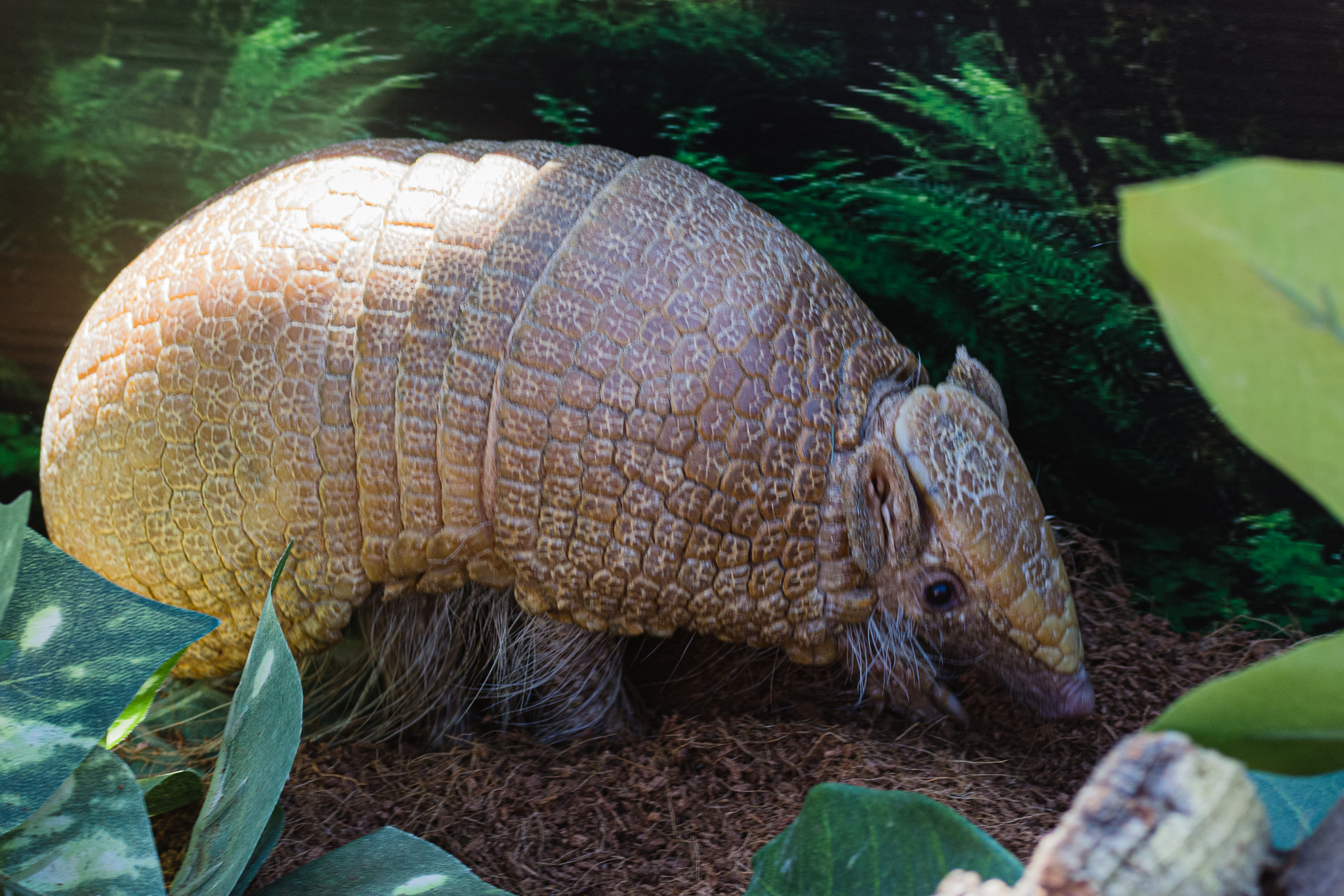 Animal Ambassador Three-banded Armadillo
