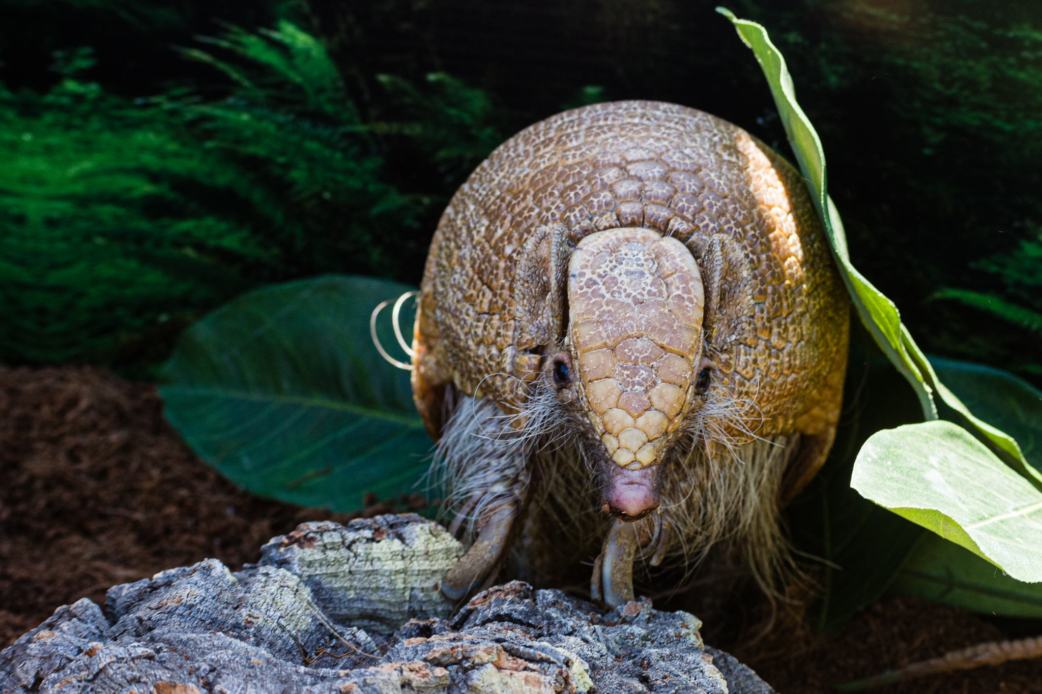 Animal Ambassador Three-banded Armadillo