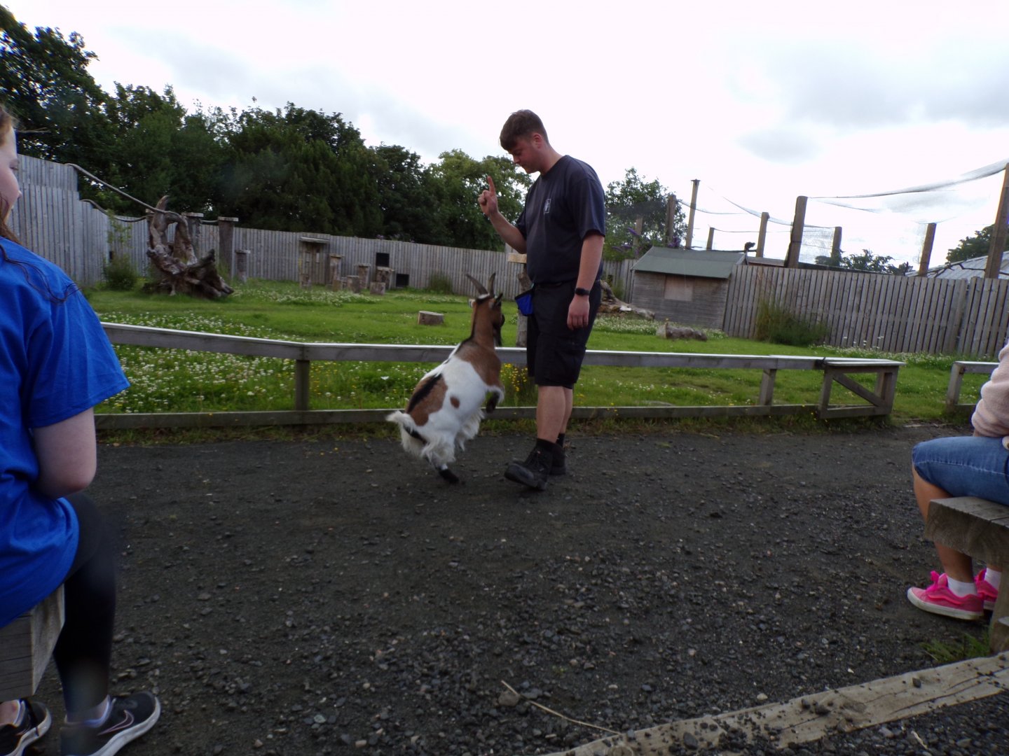 Animal antics- African pygmy goat show 17.7.23