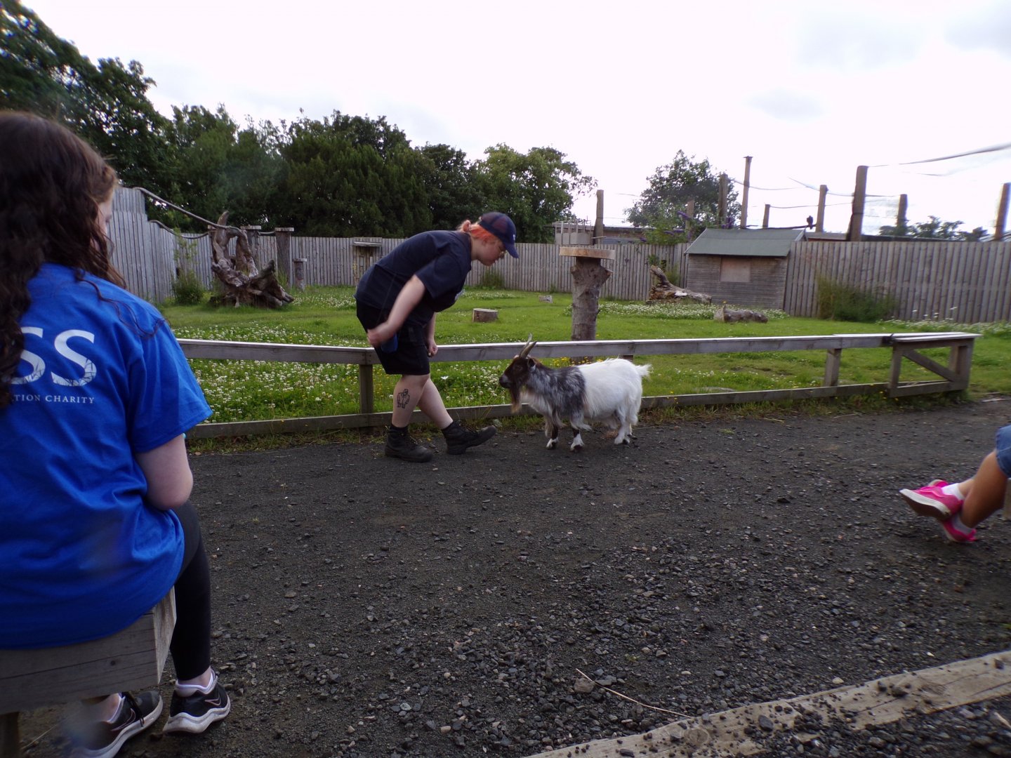 Animal antics- African pygmy goat show 17.7.23