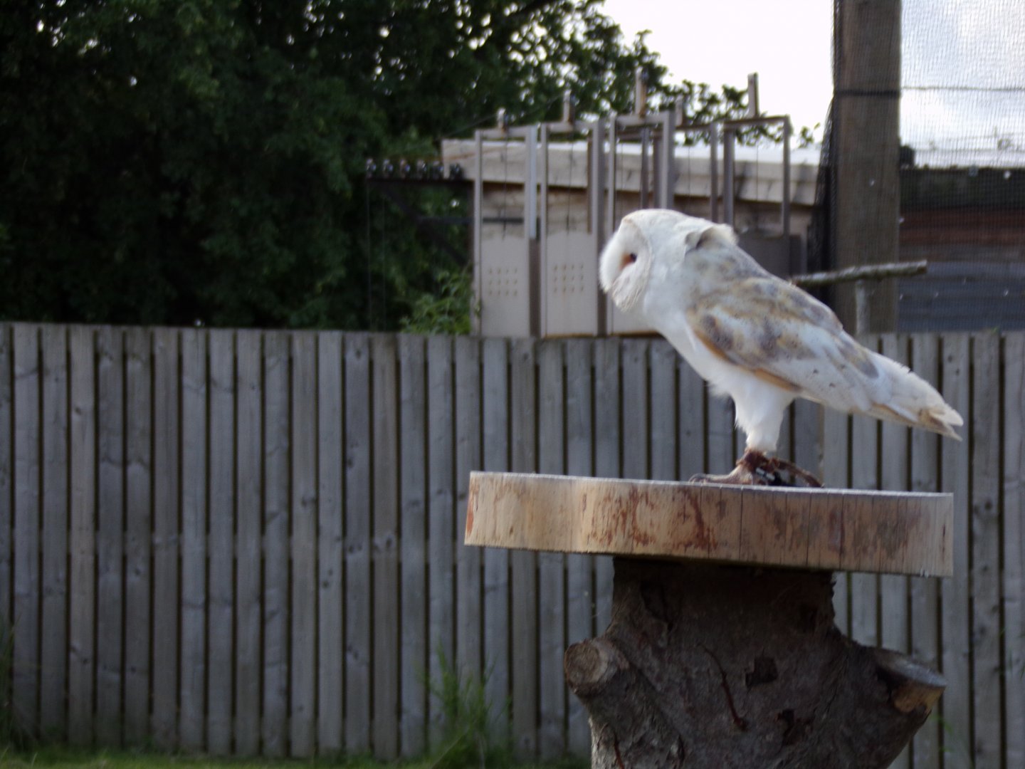 Animal antics- Barn owl show 17.7.23