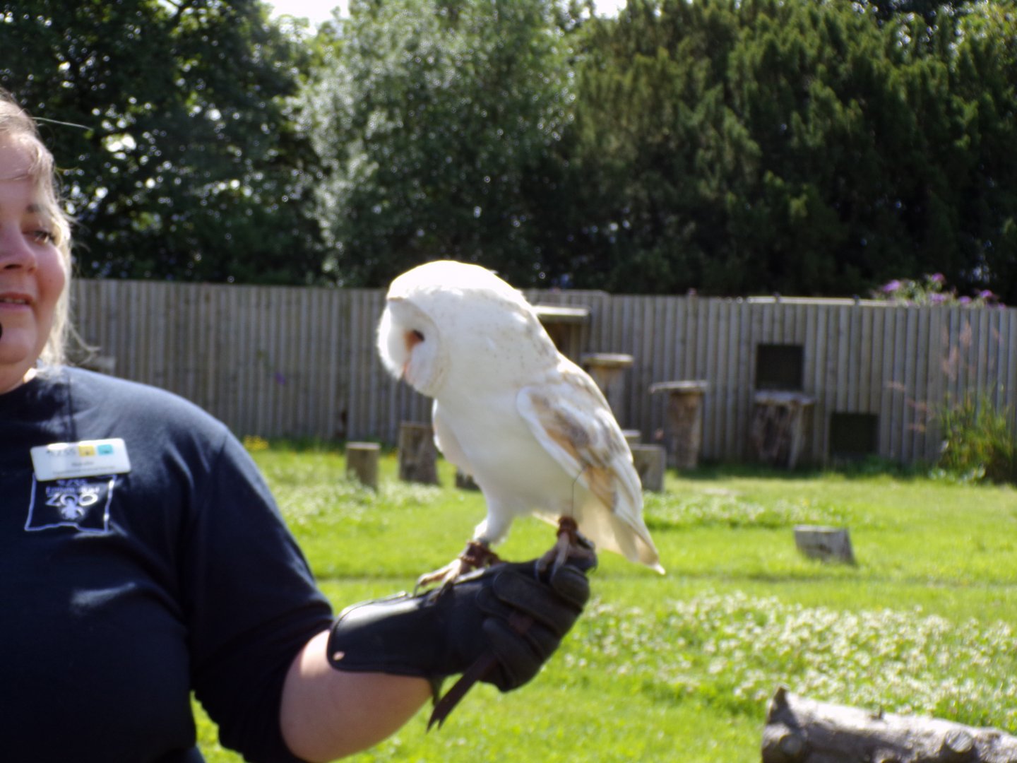 Animal antics- Barn owl show 17.7.23