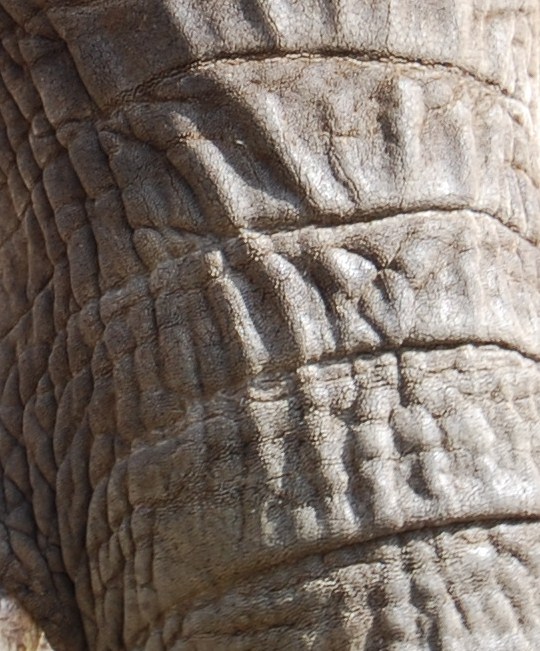 Animal Art? African Elephant