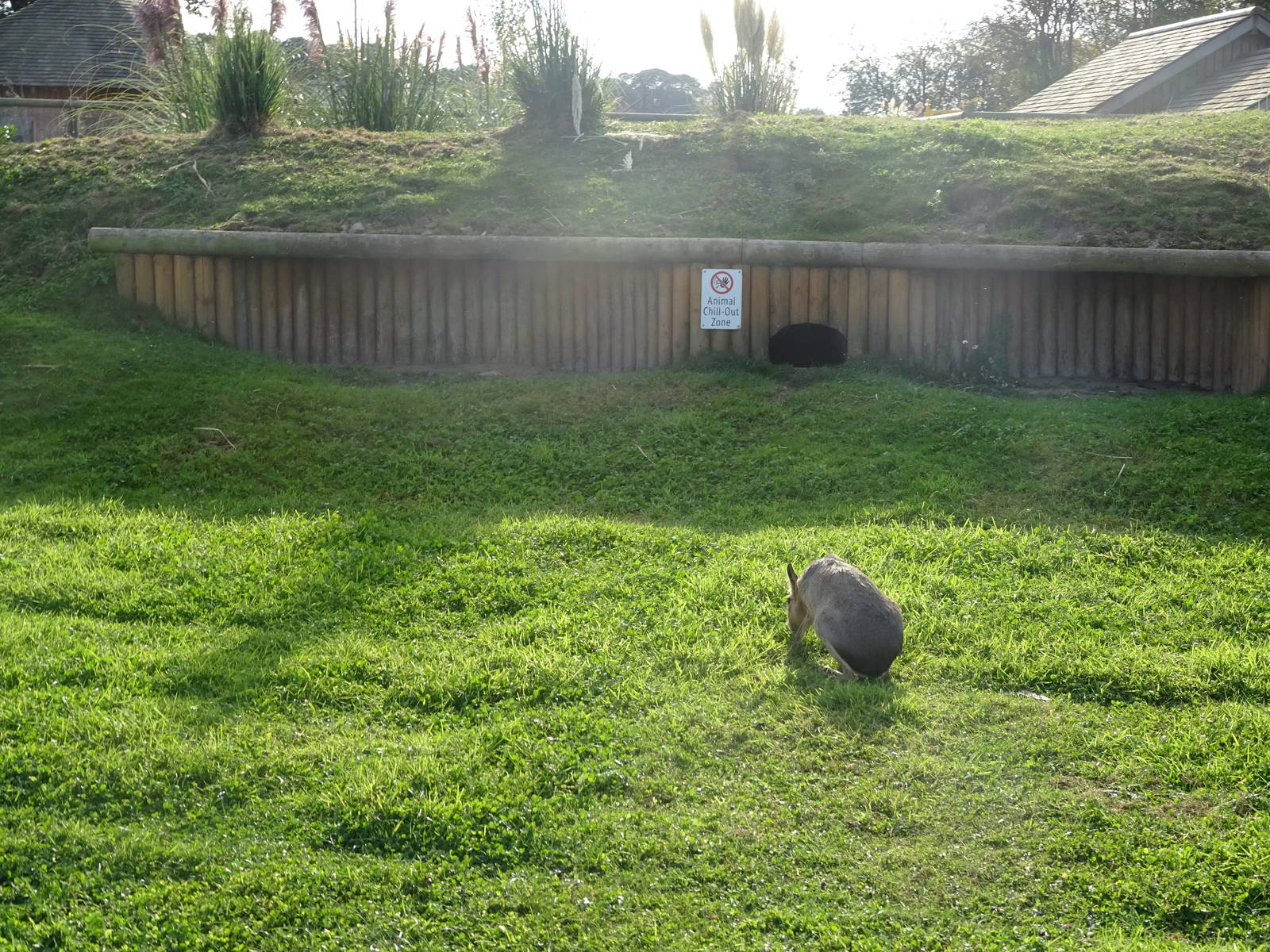 Animal Chill-Out Zone at Yorkshire Wildlife Park