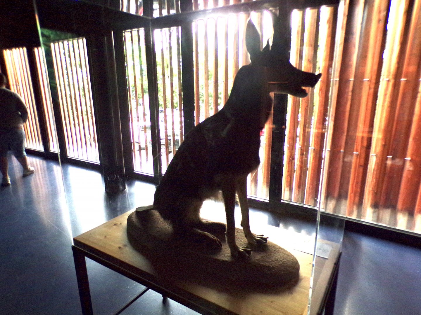 Animal chimaera 9.7.25