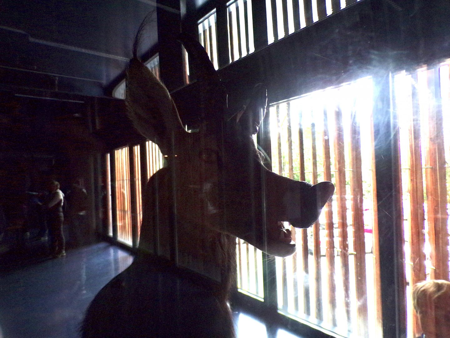 Animal chimaera 9.7.25