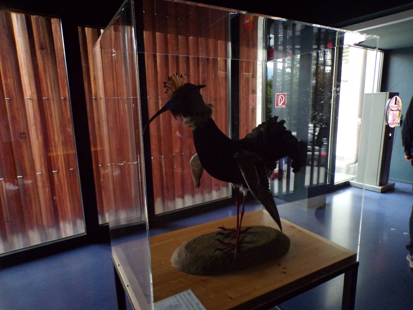 Animal chimaera number 2 9.7.25