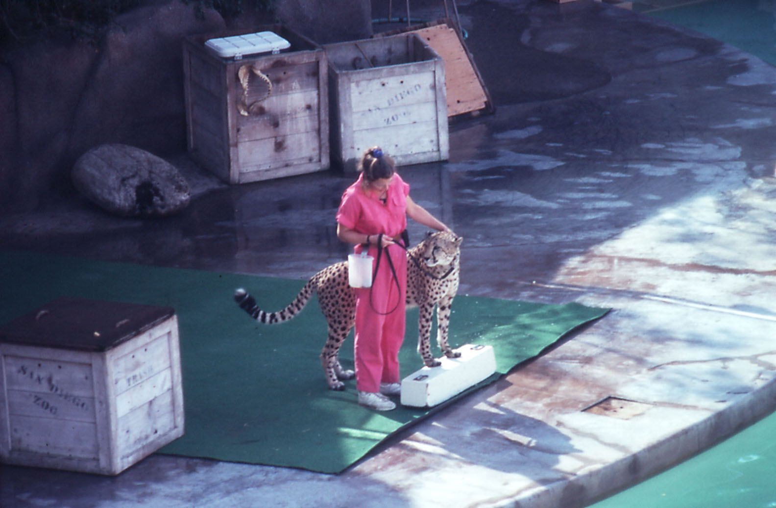 Animal Chit Chat show with cheetah - 1990
