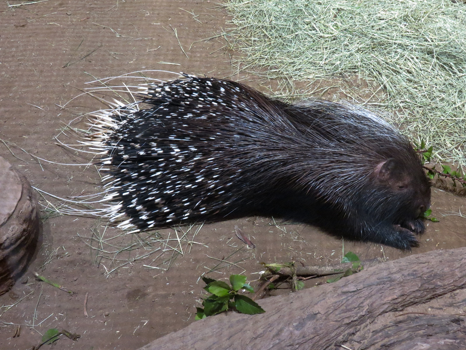Animal Connections - African Crested Porcupine Exhibit