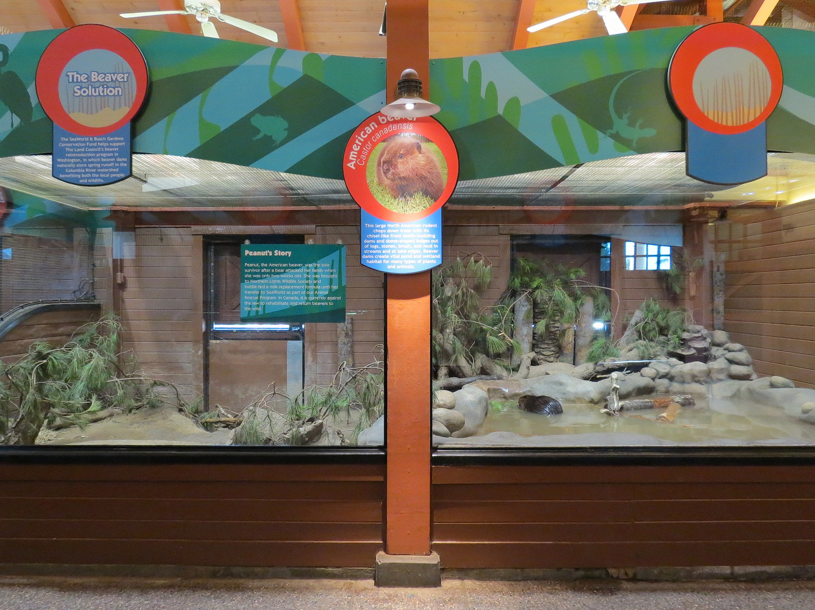 Animal Connections - American Beaver Exhibit