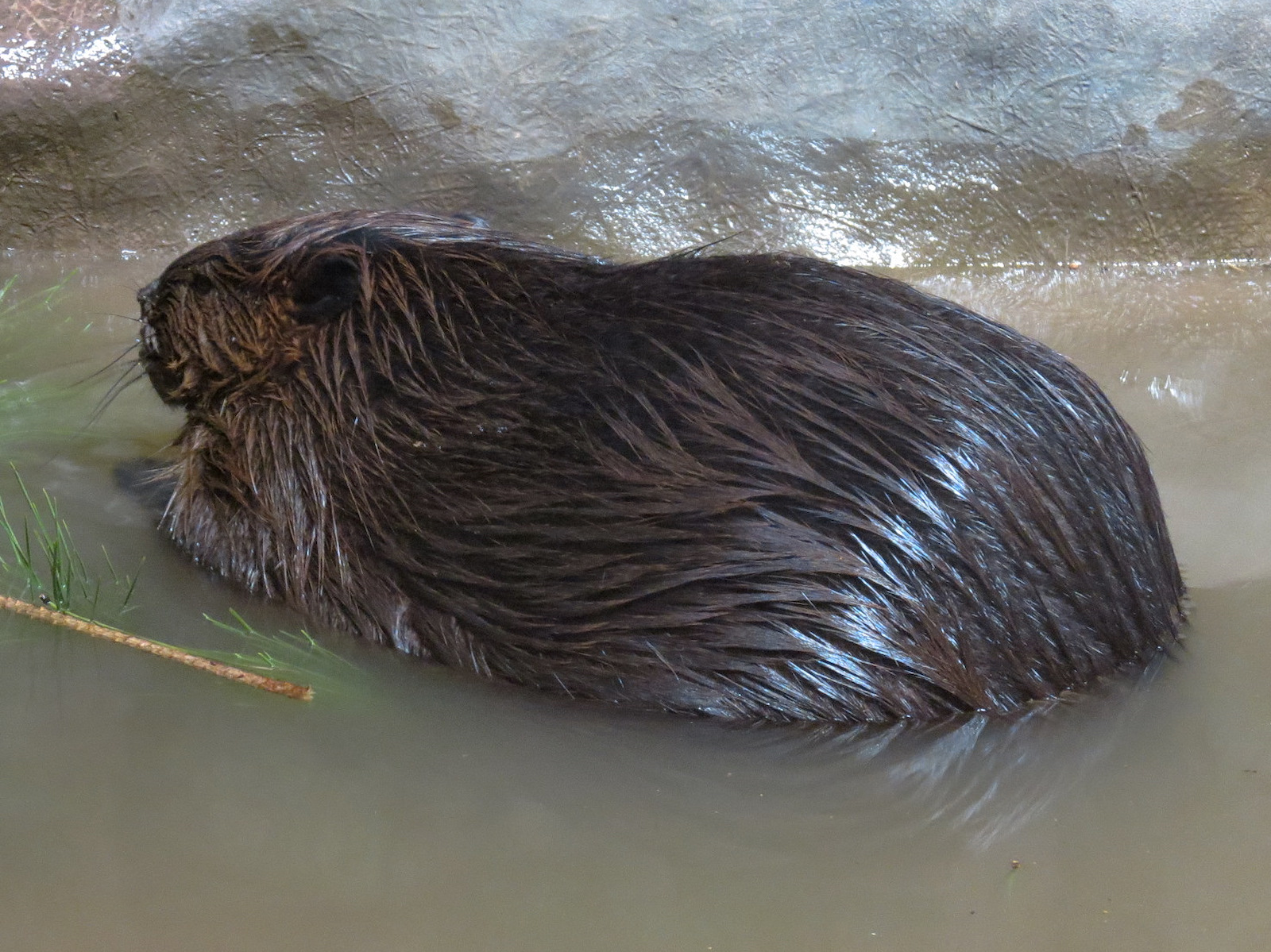 Animal Connections - American Beaver Exhibit