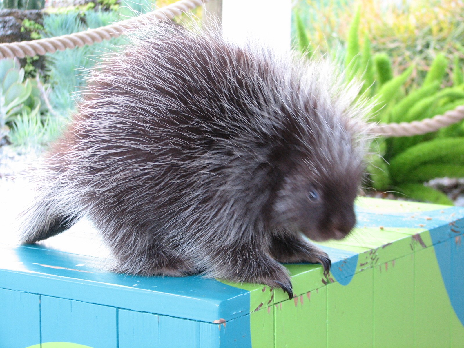 Animal Connections at SEAGarden - Animal Encounter Pavilion - Porcupine