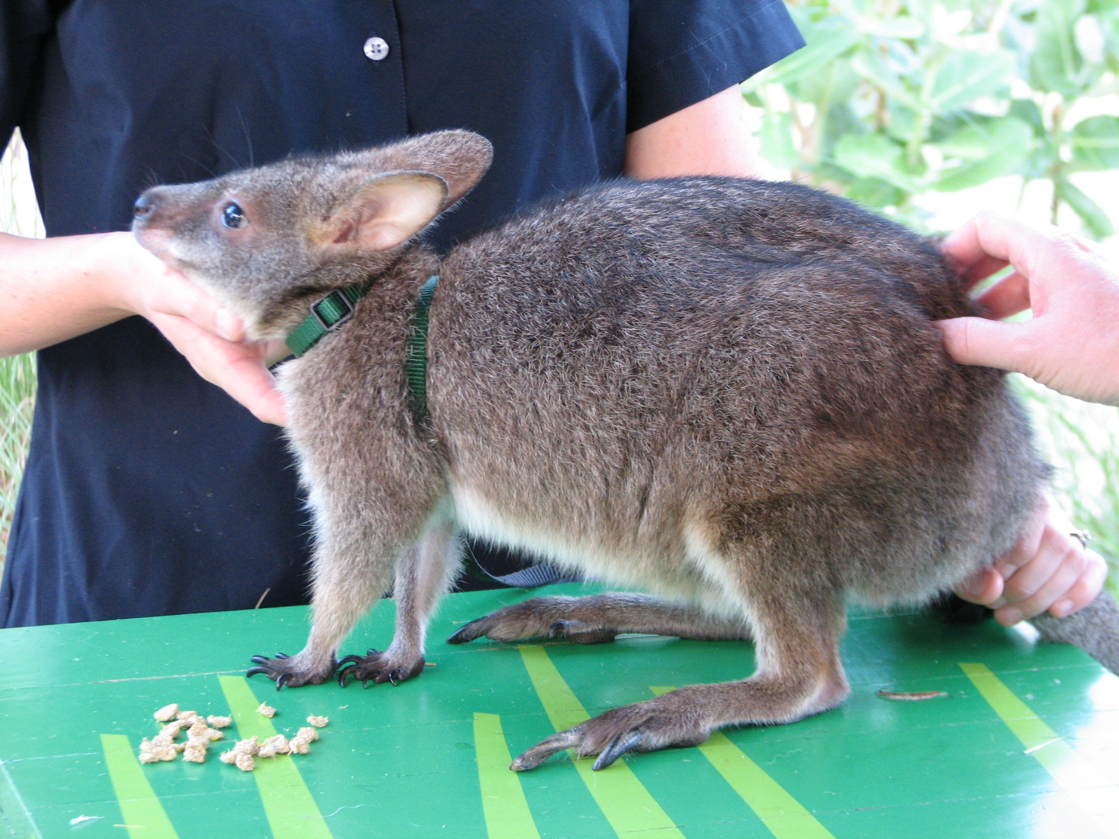 Animal Connections at SEAGarden - Animal Encounter Pavilion - Wallaby