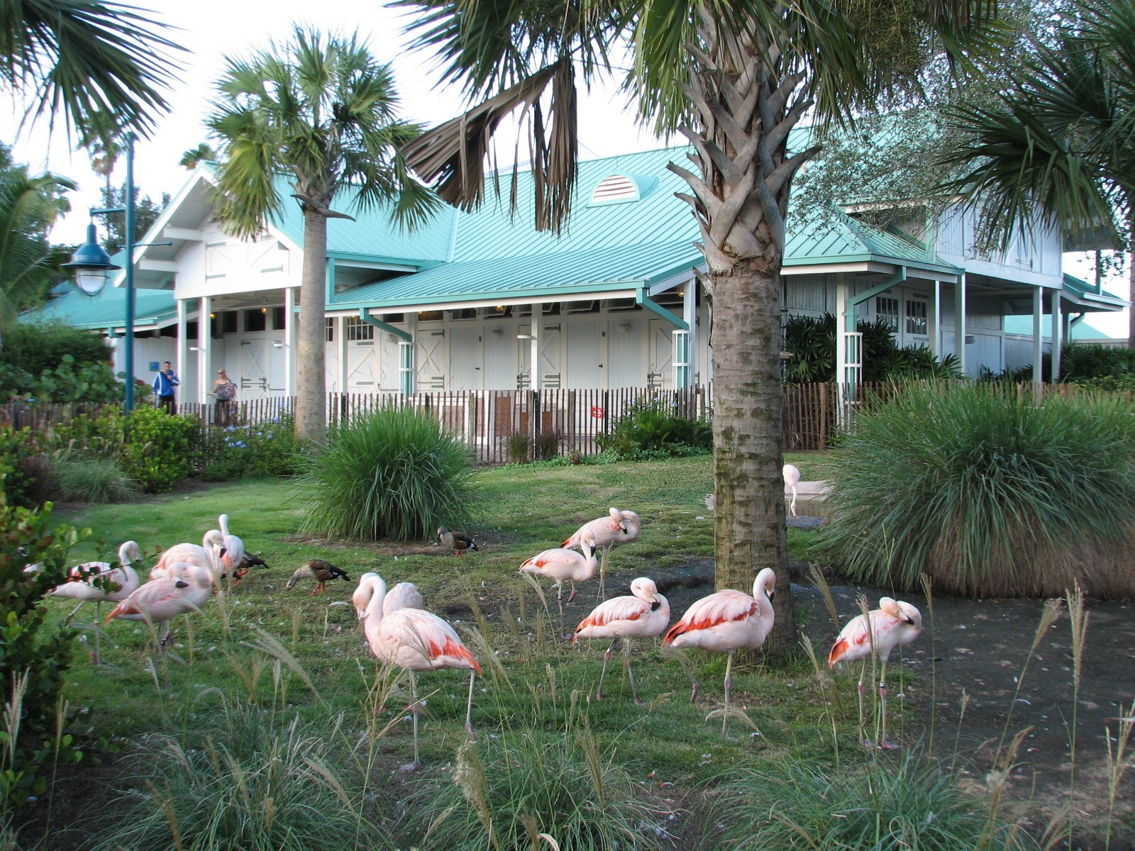 Animal Connections at SEAGarden - Chilean Flamingo Exhibit