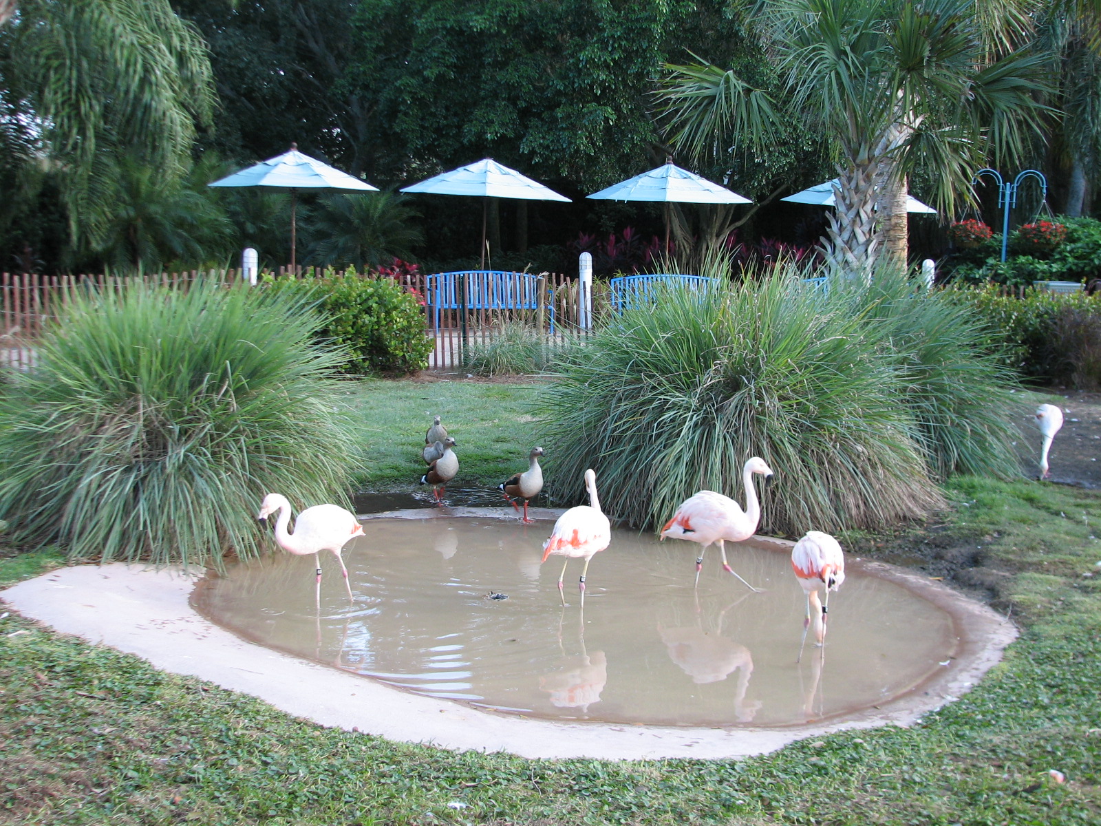 Animal Connections at SEAGarden - Chilean Flamingo Exhibit