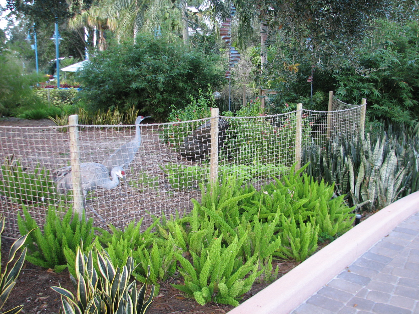 Animal Connections at SEAGarden - Sandhill Crane Exhibit