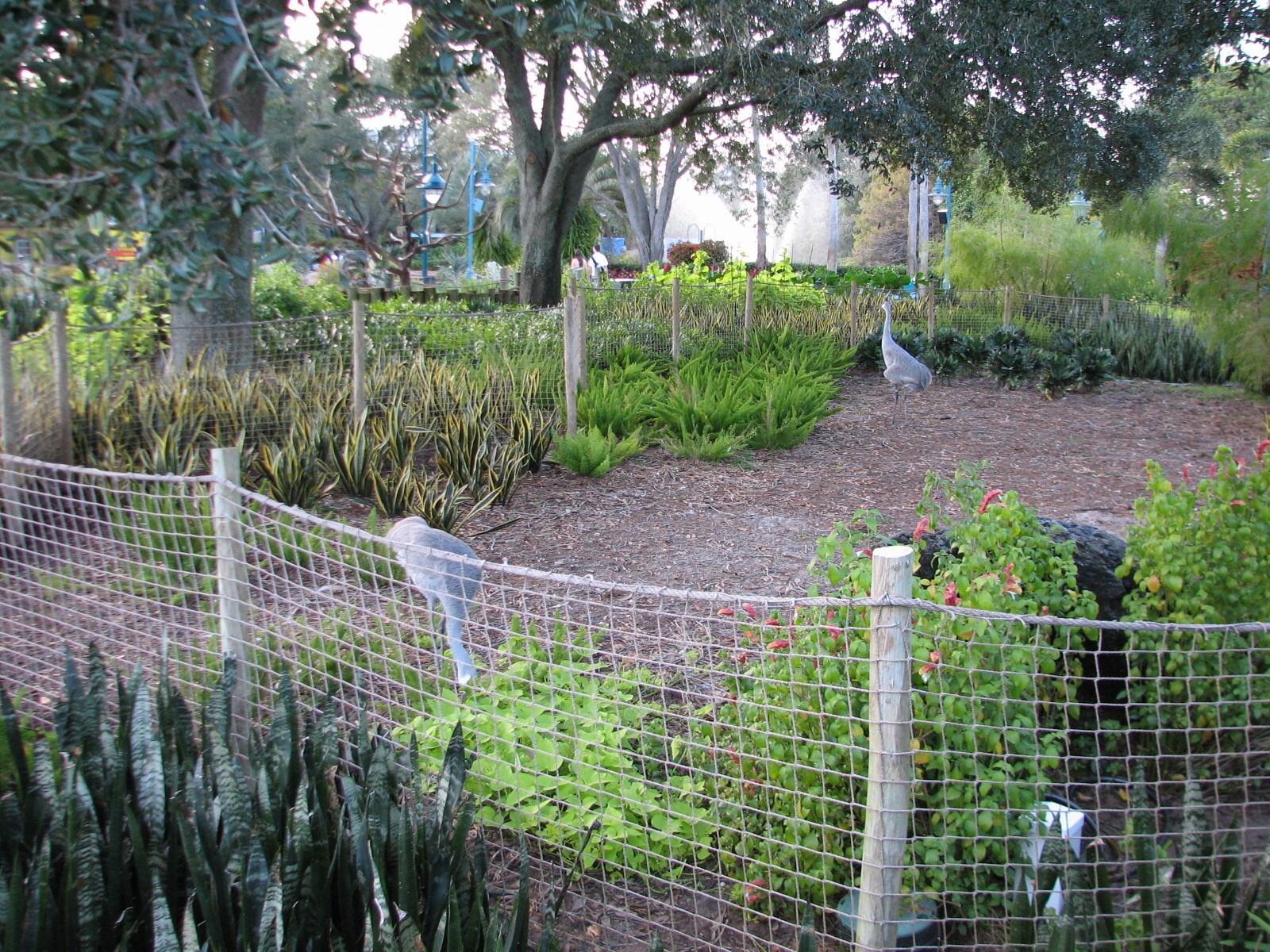 Animal Connections at SEAGarden - Sandhill Crane Exhibit