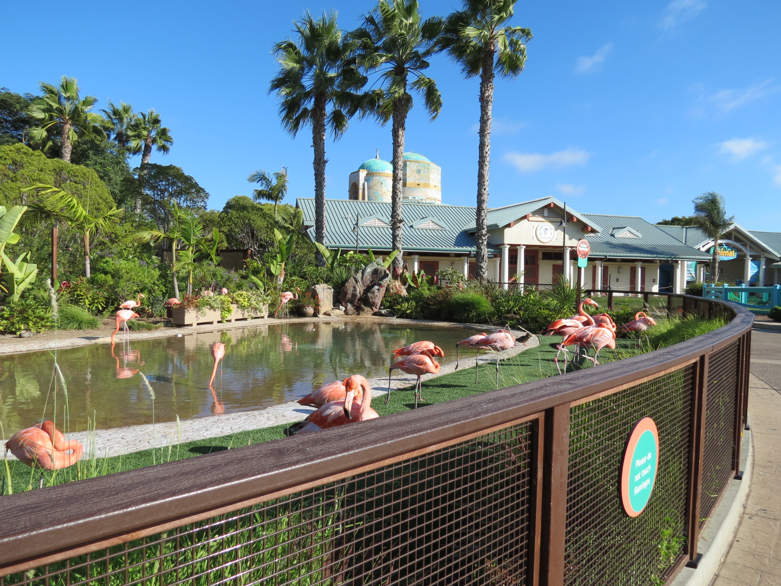 Animal Connections - Caribbean Flamingo Exhibit
