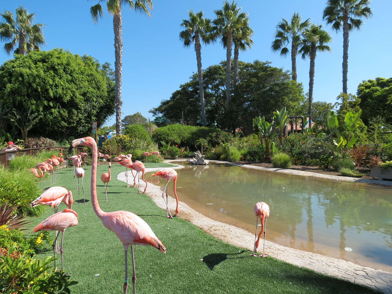 Animal Connections - Caribbean Flamingo Exhibit