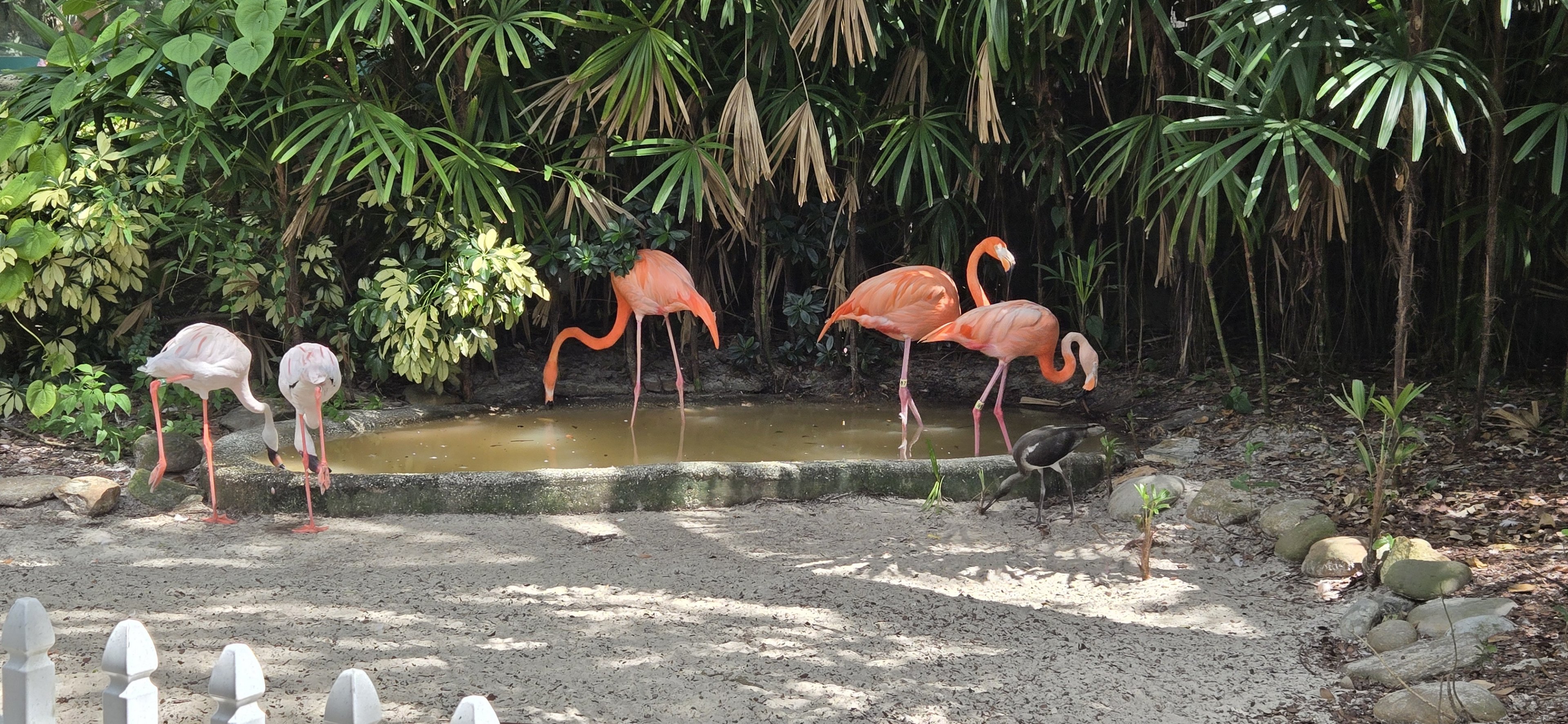 Animal Connections - flamingos