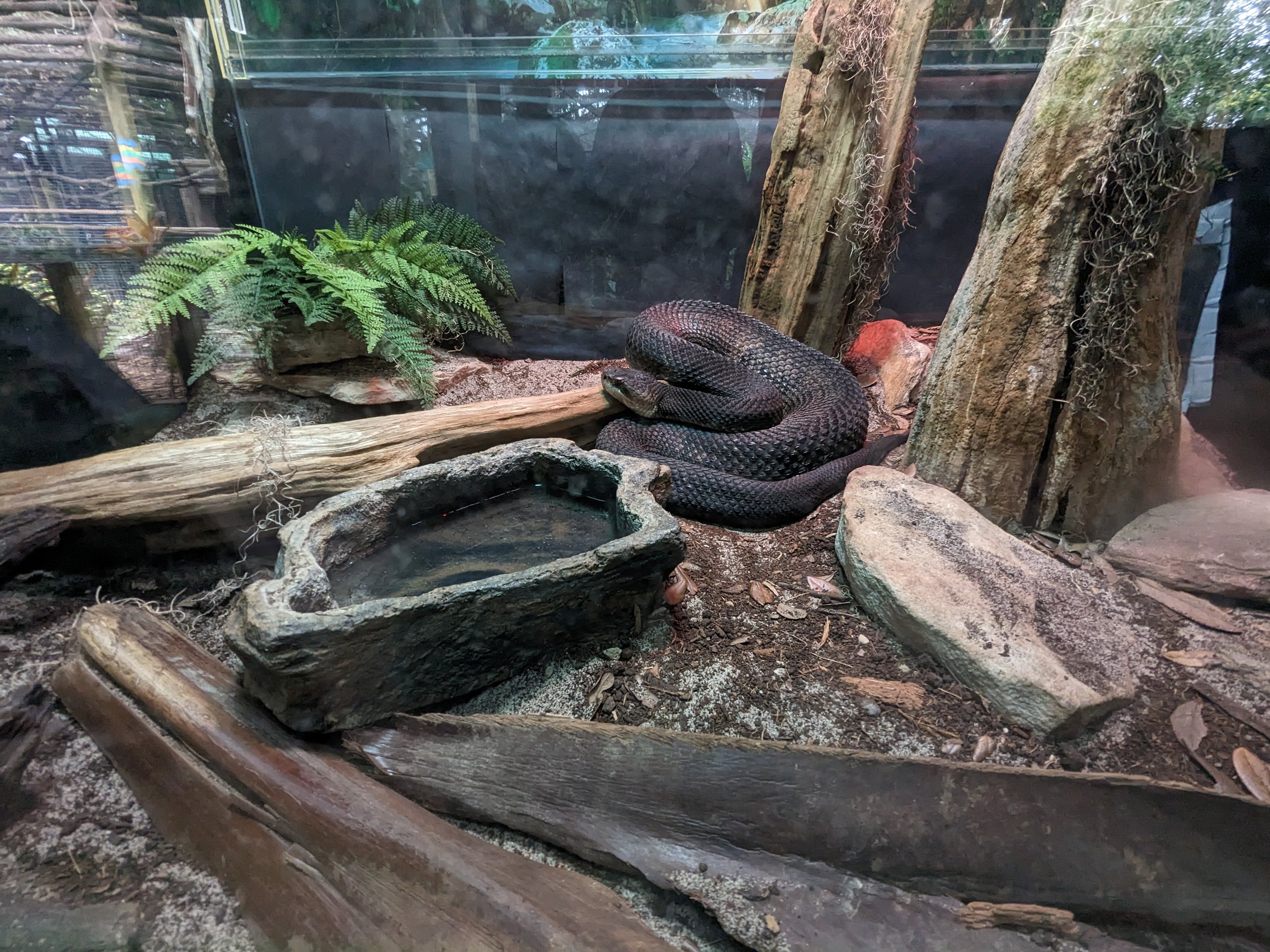 Animal Connections - Florida cottonmouth