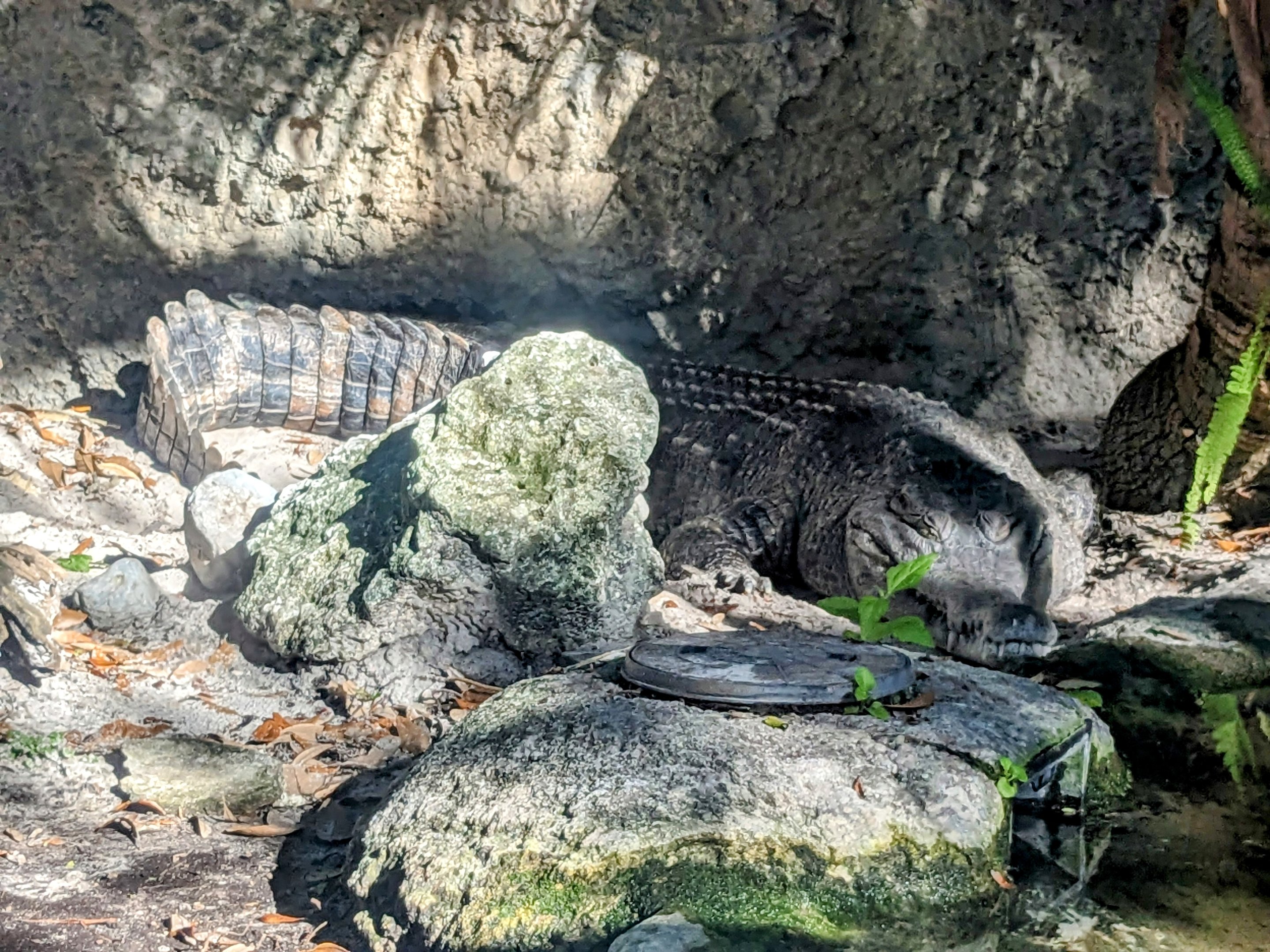 Animal Connections/Nairobi - Slender snouted crocodile