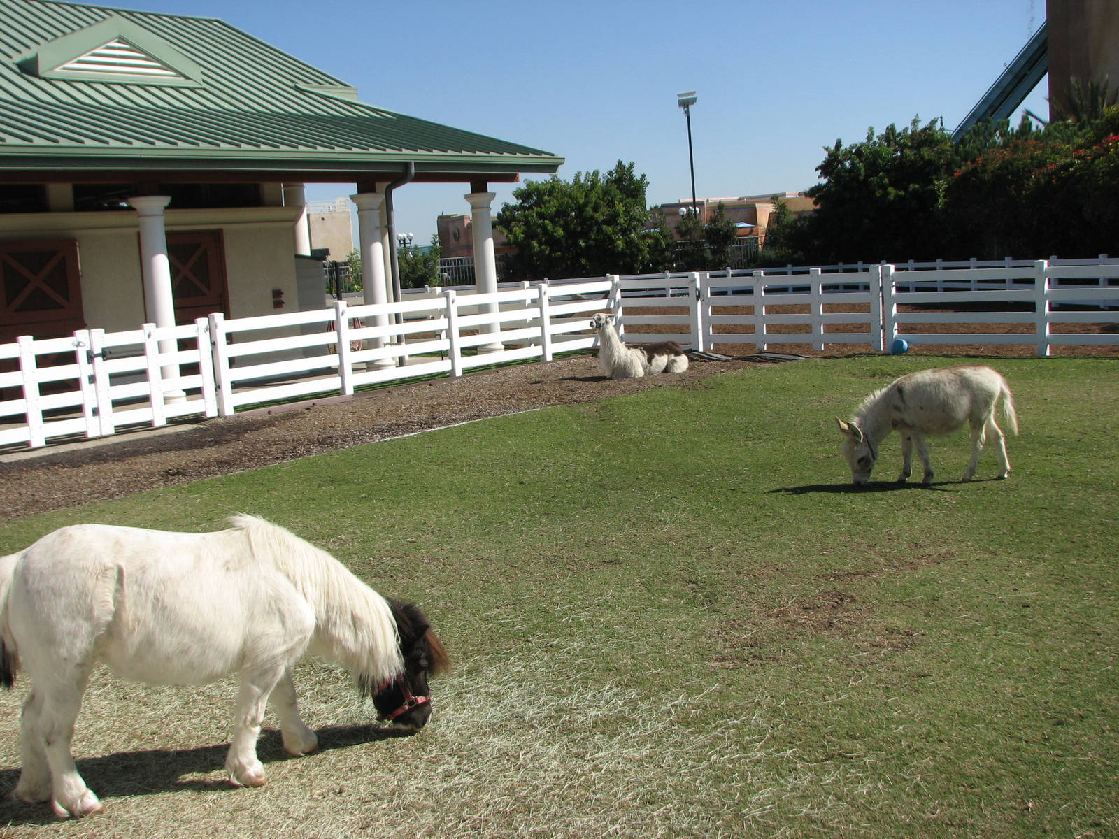 Animal Connections - Paddock