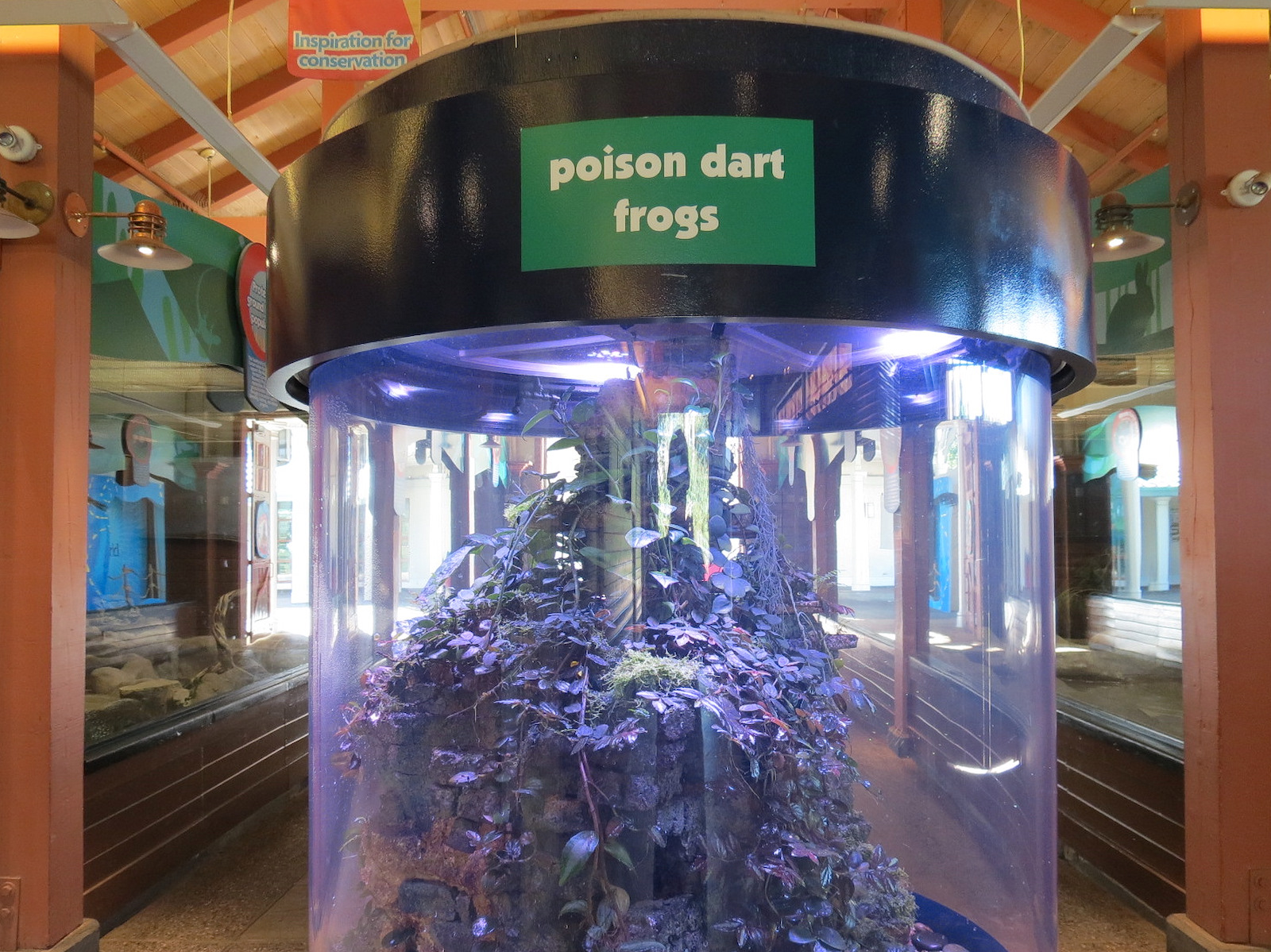 Animal Connections - Poison Dart Frog Exhibit