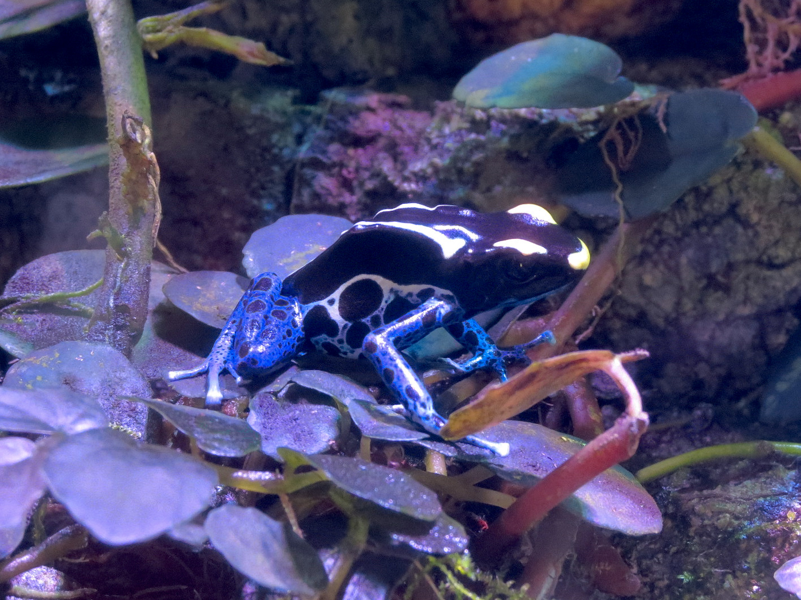 Animal Connections - Poison Dart Frog Exhibit