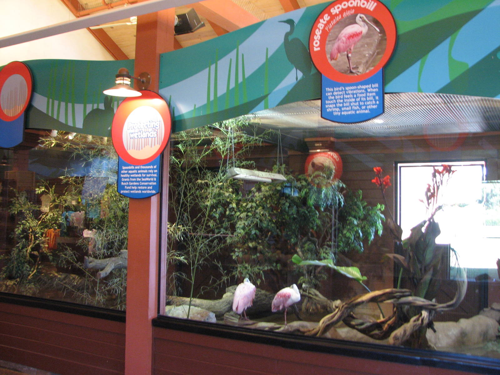 Animal Connections - Roseate Spoonbill Exhibit