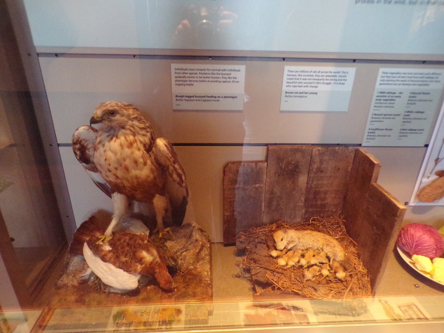 Animal dioramas (taken at Kelvingrove museum) 12.2.24