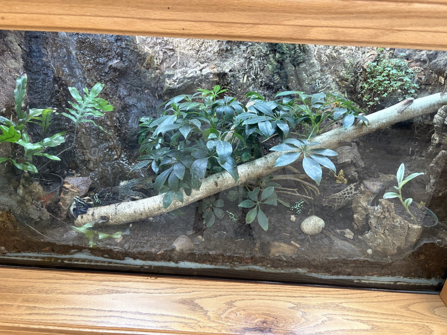 Animal Discovery Center - Dyeing Poison Dart Frogs, Green & Black Poison Dart Frogs, & Panamanian Golden Frogs