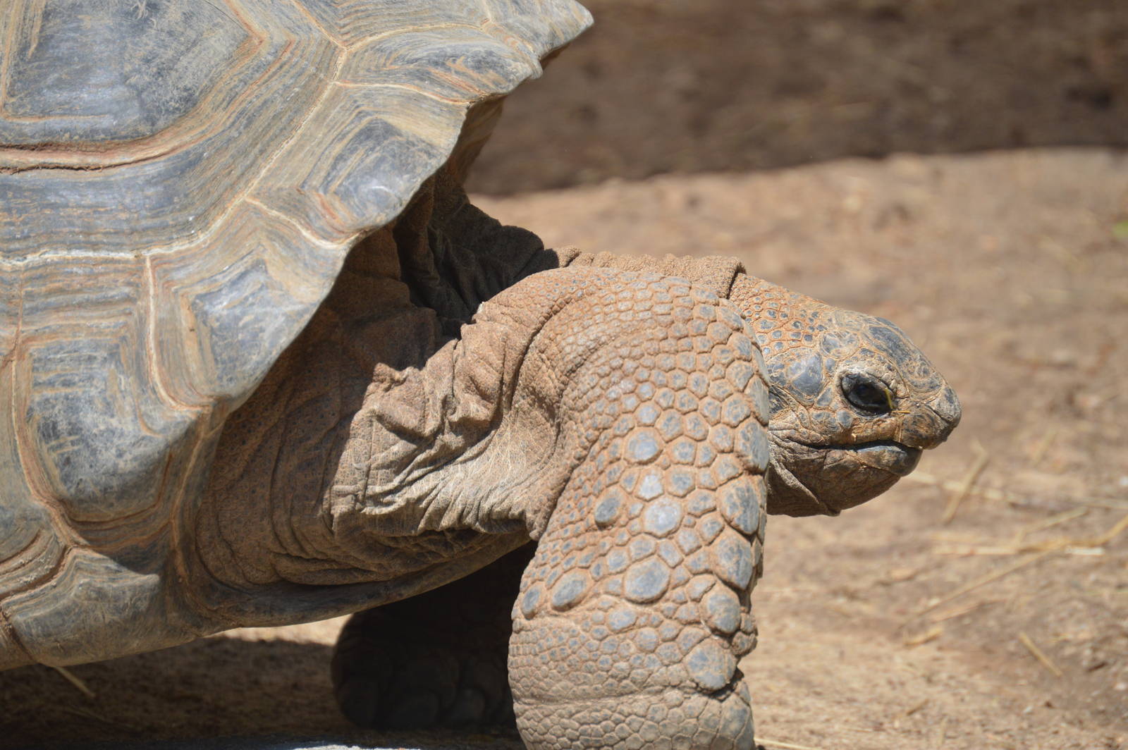 Animal Discovery Zoo - Aldabra Tortoise