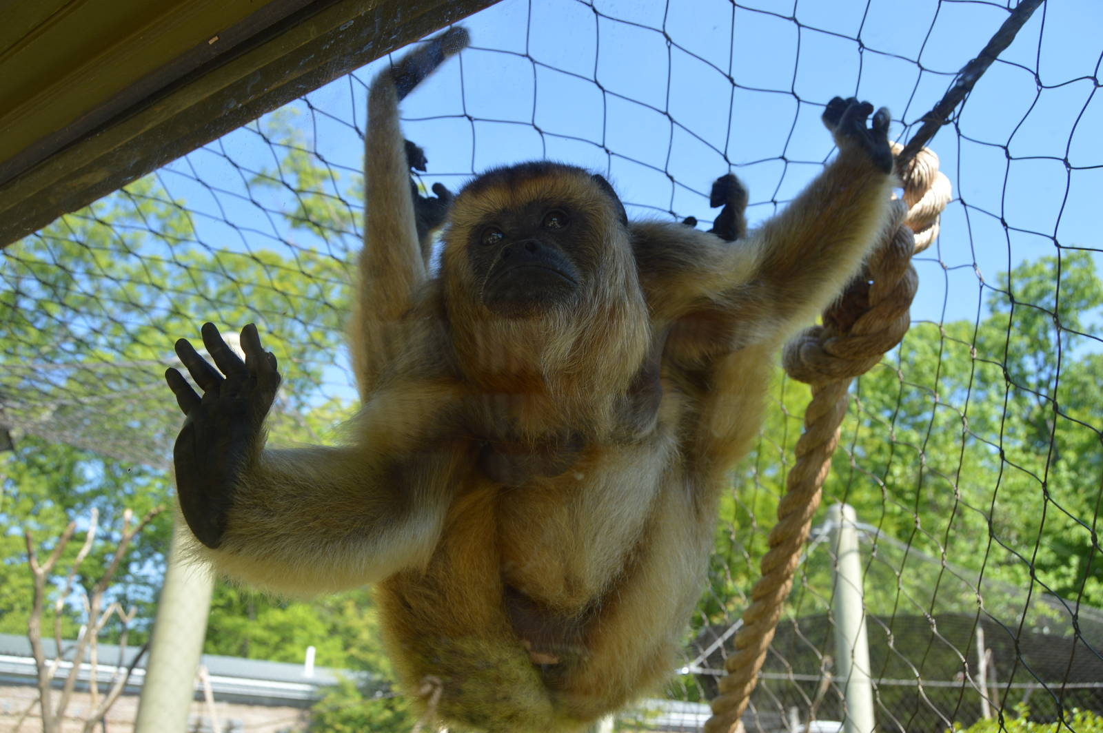 Animal Discovery Zoo - Black Howler Monkey